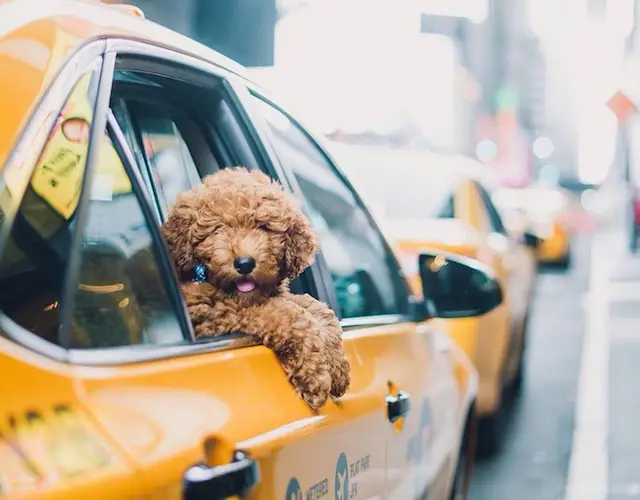 Can I take my Dog in a Taxi or Uber 